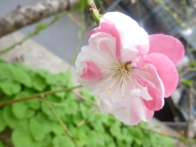 山手ハナモモ２